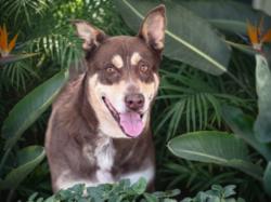 Shelter Stray Male Dog last seen , 957 N Gaffey St, San Pedro, CA 90731, USA