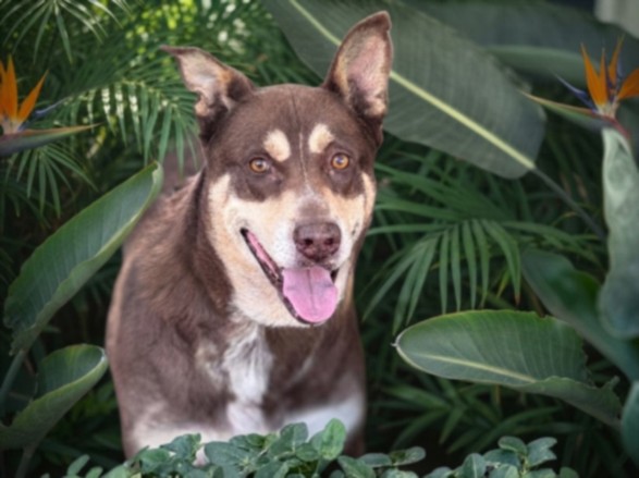 Shelter Stray Male Dog last seen , 957 N Gaffey St, San Pedro, CA 90731, USA