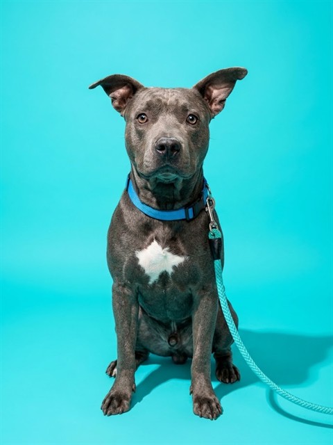 Shelter Stray Male Dog last seen NORMANDY TRACTOR SUPPLY, 2020 Forest St, Jacksonville, FL 32204, USA