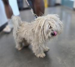 Shelter Stray Male Dog last seen , West Valley Animal Shelter, 20655 Plummer St, Chatsworth, CA 91311, USA