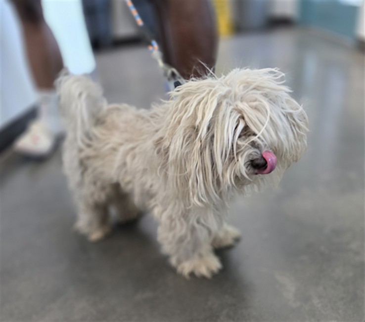 Shelter Stray Male Dog last seen , West Valley Animal Shelter, 20655 Plummer St, Chatsworth, CA 91311, USA