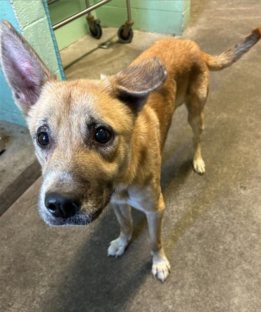 Shelter Stray Male Dog last seen DEL PASO BLVD & PILGRIM CT, 2127 Front St, Sacramento, CA 95818, USA