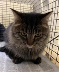 Shelter Stray Female Cat last seen 18ST ST & 15TH AVE, 2127 Front St, Sacramento, CA 95818, USA