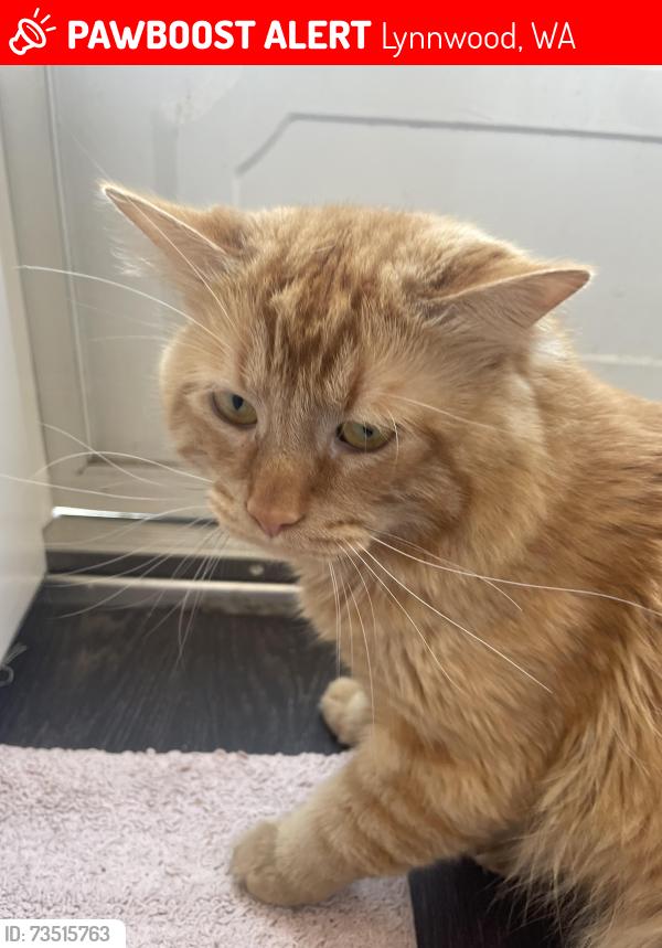 Lost Male Cat last seen alderwood manor, Lynnwood, WA 98087