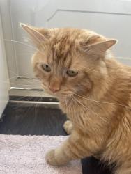 Lost Male Cat last seen alderwood manor, Lynnwood, WA 98087