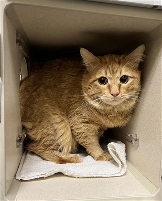 Shelter Stray Male Cat last seen Near BLOCK N KALAMATH ST, DENVER CO 80211, 1241 W Bayaud Ave, Denver, CO 80223, USA