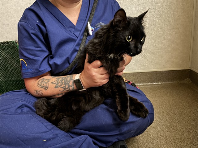Shelter Stray Male Cat last seen Near BLOCK E 49TH AVE, DENVER CO 80216, 1241 W Bayaud Ave, Denver, CO 80223, USA
