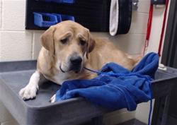 Shelter Stray Female Dog last seen Near BLOCK BRONCO RD, DENVER CO 80221, 1241 W Bayaud Ave, Denver, CO 80223, USA