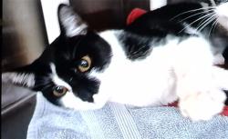 Shelter Stray Male Cat last seen Near BLOCK PARKLAND, 4950 SW Triana Blvd, Huntsville, AL 35805, USA