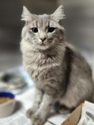 Shelter Stray Male Cat last seen , 11361 W Pico Blvd, Los Angeles, CA 90064, USA