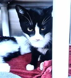 Shelter Stray Female Cat last seen Near BLOCK PARKLAND, 4950 SW Triana Blvd, Huntsville, AL 35805, USA