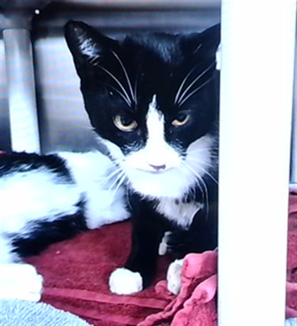 Shelter Stray Female Cat last seen Near BLOCK PARKLAND, 4950 SW Triana Blvd, Huntsville, AL 35805, USA