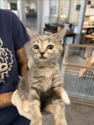 Shelter Stray Female Cat last seen , 11361 W Pico Blvd, Los Angeles, CA 90064, USA