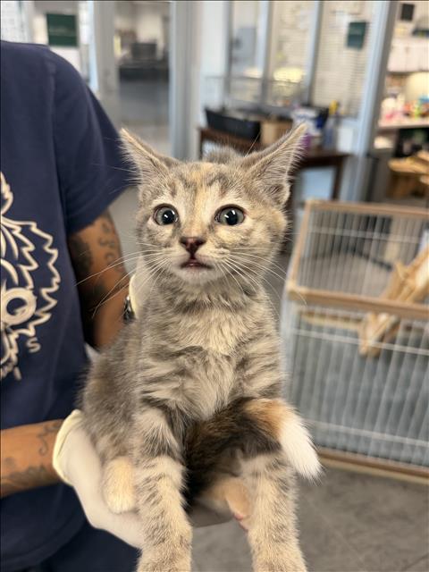 Shelter Stray Female Cat last seen , 11361 W Pico Blvd, Los Angeles, CA 90064, USA