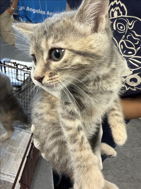 Shelter Stray Female Cat last seen , 11361 W Pico Blvd, Los Angeles, CA 90064, USA