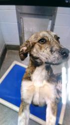 Shelter Stray Male Dog last seen Near BLOCK COOL SPRINGS AVE, 4950 SW Triana Blvd, Huntsville, AL 35805, USA
