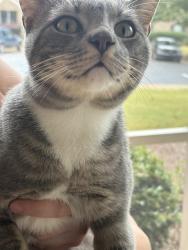 Shelter Stray Male Cat last seen LAKEFRONT DR., 4950 SW Triana Blvd, Huntsville, AL 35805, USA