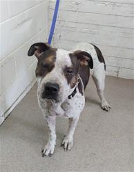 Shelter Stray Female Dog last seen 5TH & WATERMAN, 333 Chandler Pl, San Bernardino, CA 92408, USA