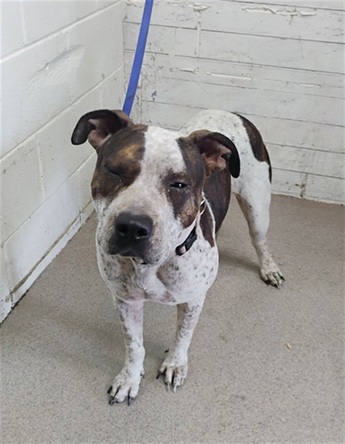 Shelter Stray Female Dog last seen 5TH & WATERMAN, 333 Chandler Pl, San Bernardino, CA 92408, USA