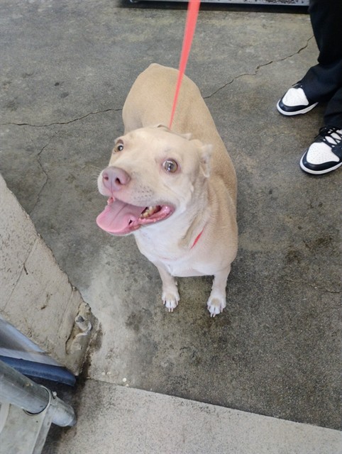 Shelter Stray Female Dog last seen 5TH & WATERMAN, 333 Chandler Pl, San Bernardino, CA 92408, USA