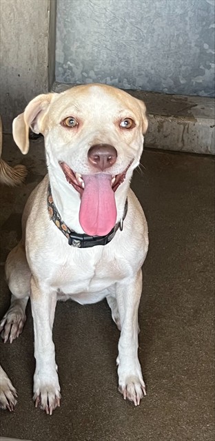 Shelter Stray Female Dog last seen 5TH & WATERMAN, 333 Chandler Pl, San Bernardino, CA 92408, USA