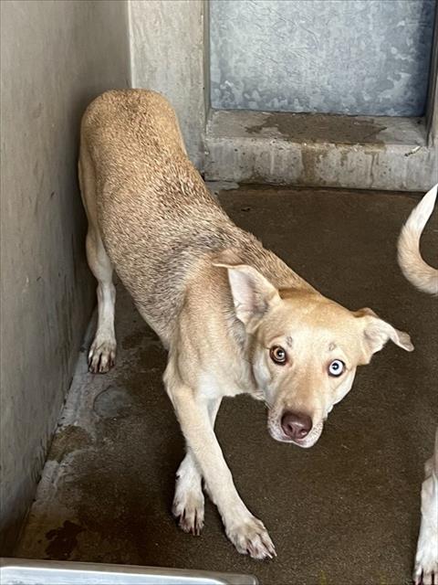 Shelter Stray Female Dog last seen 5TH & WATERMAN, 333 Chandler Pl, San Bernardino, CA 92408, USA
