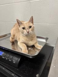 Shelter Stray Female Cat last seen CARLTON PLACE CT N-63123, 10521 Baur Blvd, Olivette, MO 63132, USA