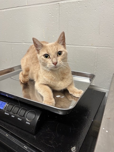 Shelter Stray Female Cat last seen CARLTON PLACE CT N-63123, 10521 Baur Blvd, Olivette, MO 63132, USA