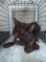 Shelter Stray Unknown Cat last seen Near BLOCK SW 15 ST, FORT LAUDERDALE FL 33315, 2400 SW 42nd St, Fort Lauderdale, FL 33312, USA