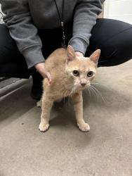 Shelter Stray Male Cat last seen CARLTON PLACE CT N-63123, 10521 Baur Blvd, Olivette, MO 63132, USA