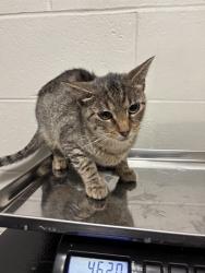 Shelter Stray Female Cat last seen BEL RIDGE, 10521 Baur Blvd, Olivette, MO 63132, USA