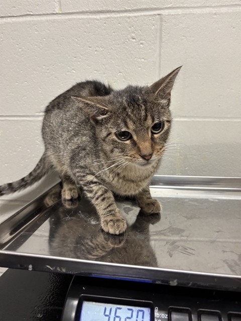 Shelter Stray Female Cat last seen BEL RIDGE, 10521 Baur Blvd, Olivette, MO 63132, USA