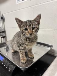 Shelter Stray Male Cat last seen BEL RIDGE, 10521 Baur Blvd, Olivette, MO 63132, USA