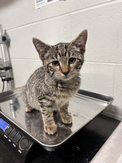 Shelter Stray Male Cat last seen BEL RIDGE, 10521 Baur Blvd, Olivette, MO 63132, USA