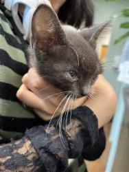 Shelter Stray Male Cat last seen E ELM ST LACOMBE, 31078 LA-36, Lacombe, LA 70445, USA
