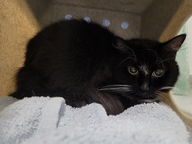Shelter Stray Female Cat last seen Near BLOCK 64TH AVE S, KENT WA 98032, 21615 64th Ave S, Kent, WA 98032, USA
