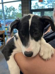 Shelter Stray Female Dog last seen HWY 21 MADISONVILLE, 31078 LA-36, Lacombe, LA 70445, USA
