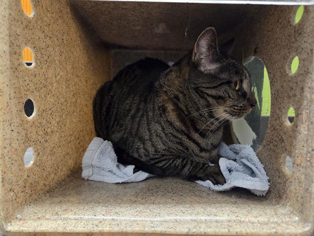 Shelter Stray Male Cat last seen Near BLOCK 64TH AVE S, KENT WA 98032, 21615 64th Ave S, Kent, WA 98032, USA