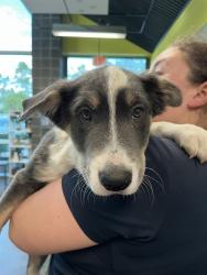 Shelter Stray Male Dog last seen HWY 21 MADISONVILLE, 31078 LA-36, Lacombe, LA 70445, USA
