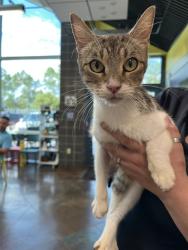Shelter Stray Female Cat last seen HWY 21 MADISONVILLE, 31078 LA-36, Lacombe, LA 70445, USA