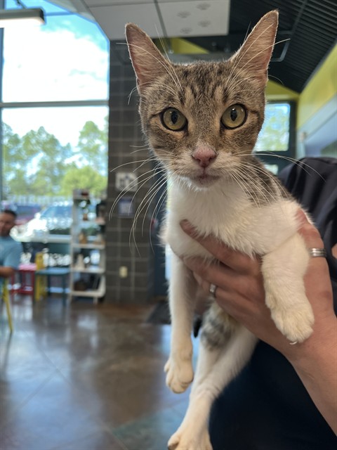 Shelter Stray Female Cat last seen HWY 21 MADISONVILLE, 31078 LA-36, Lacombe, LA 70445, USA