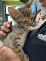 Shelter Stray Female Cat last seen HWY 21 MADISONVILLE, 31078 LA-36, Lacombe, LA 70445, USA