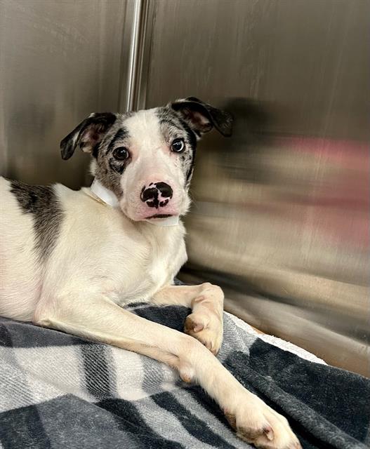 Shelter Stray Female Dog last seen QUINCY, 350 S Huntington Ave, Jamaica Plain, MA 02130, USA