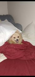 Lost Male Dog last seen Hudson st greenville north carolina, Greenville, NC 27834