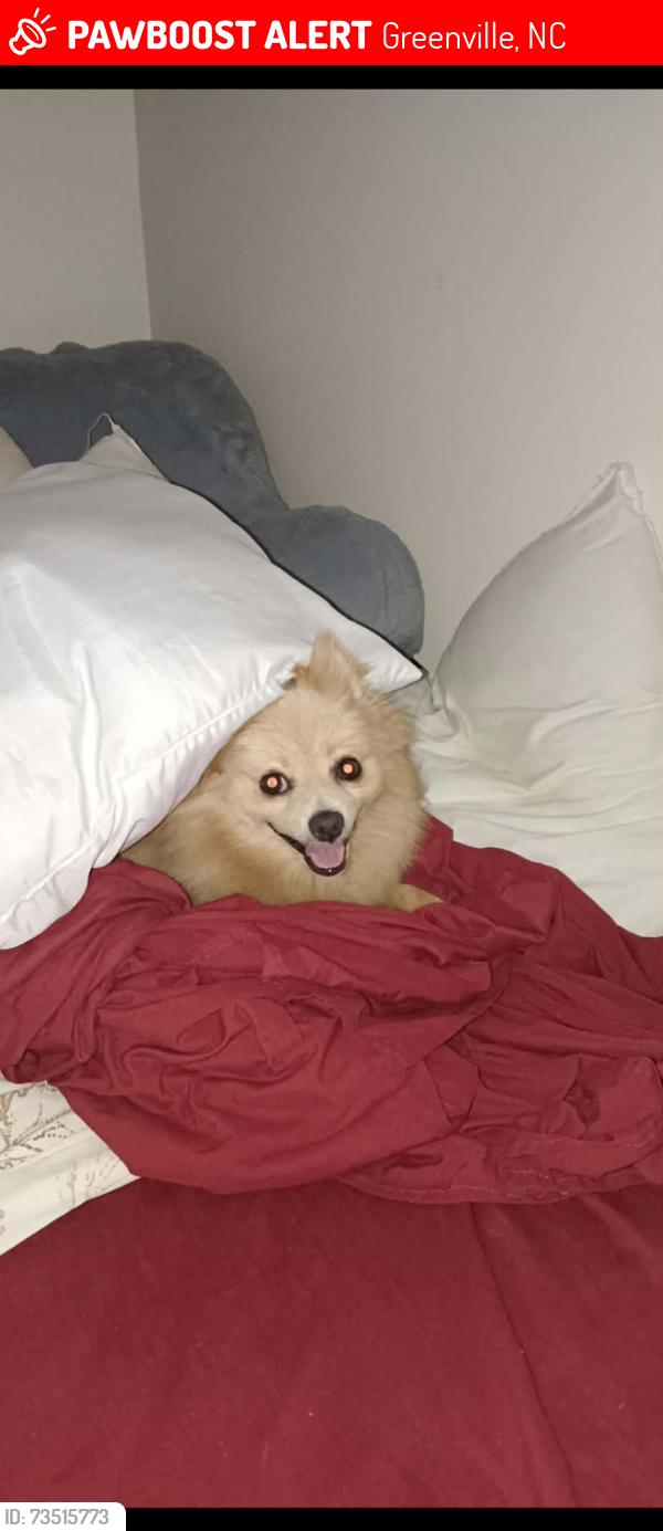 Lost Male Dog last seen Hudson st greenville north carolina, Greenville, NC 27834