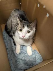 Shelter Stray Unknown Cat last seen Near BLOCK LIMA ST, AURORA CO 80010 4617, 2080 S Quebec St, Denver, CO 80231, USA