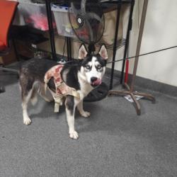 Shelter Stray Male Dog last seen , 3201 Lacy St, Los Angeles, CA 90031, USA