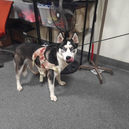 Shelter Stray Male Dog last seen , 3201 Lacy St, Los Angeles, CA 90031, USA