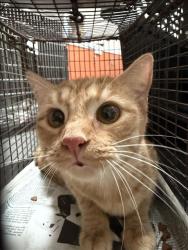 Shelter Stray Female Cat last seen , 3201 Lacy St, Los Angeles, CA 90031, USA