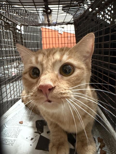Shelter Stray Female Cat last seen , 3201 Lacy St, Los Angeles, CA 90031, USA